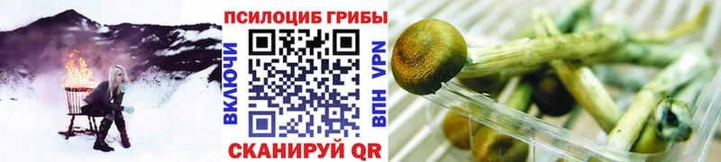 Галлюциногенные грибы Psilocybe Пестово